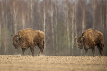 European bison - Bison bonasus in the Knyszyn Forest (Poland) © szczepank