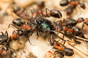 Atak mrówek na innego owada
