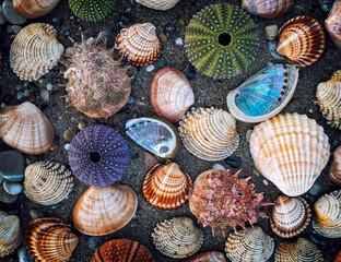 variety of colorful sea shells and urchins on dark wet sand beach background