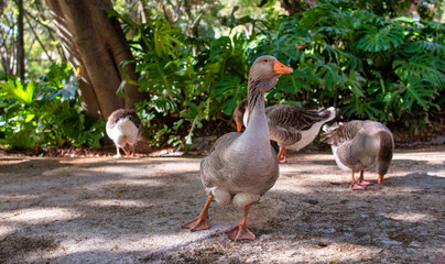 Fototapeta premium Goose walking in a garden