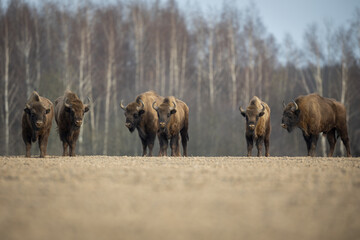 European bison - Bison bonasus in the Knyszyn Forest (Poland) © szczepank