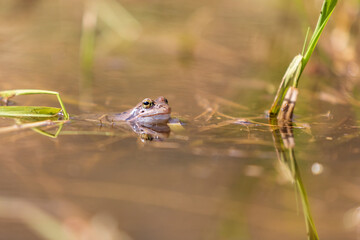 Blue frog - Rana arvalis in water at mating time. Wild photo from nature. The photo has a nice bokeh. The image of a frog is reflected in the water.