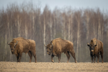 European bison - Bison bonasus in the Knyszyn Forest (Poland) © szczepank