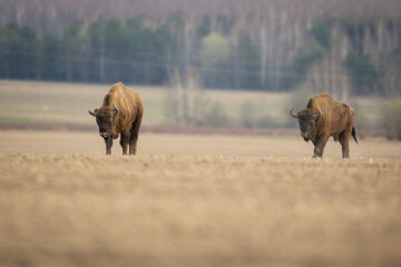 European bison - Bison bonasus in the Knyszyn Forest (Poland) © szczepank