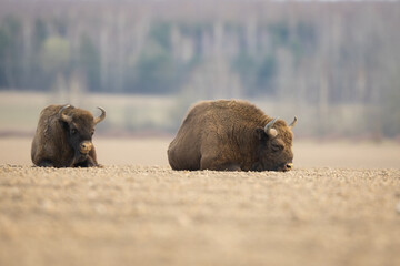 European bison - Bison bonasus in the Knyszyn Forest (Poland) © szczepank
