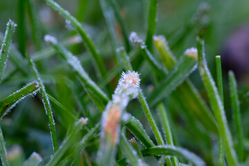 Freezing grass 