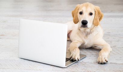 Cute golden retriever dog near laptop indoors