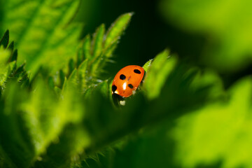 ladybug on green leaf
