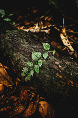 folha de planta linda
