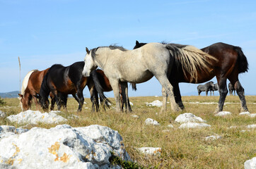Obraz premium Livno,Bosnia and Herzegovina, horse, black horse, white horse, black and white horse, nature, beautiful horse,
