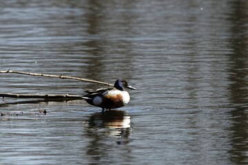 Northern shoveler, Spatula clypeata
