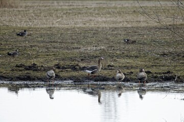 Greater white-fronted geese, Anser albifrons, on a lake shore