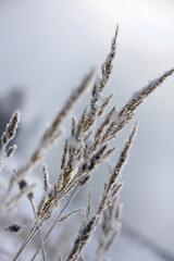 Pampas grass, reed. Abstract natural background. winter view