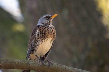 Fieldfare, Turdus pilaris