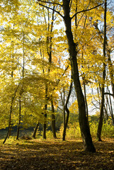 Fototapeta na wymiar Autumn colors, bright autumn leaves on trees