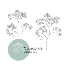 Gypsophila plant drawn in a minimalistic style by line. Part of the collection of dried flowers. Editable line.