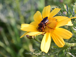 Close up of a wasp on a yellow flower.