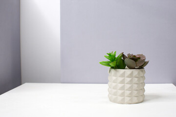 Office background. Succulents in a pot on the table. Office decor. Scandinavian style. Copy space. 