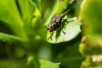 Fly