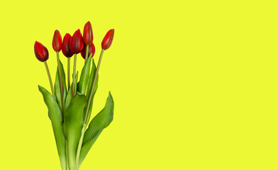 Beautiful tulips for Mother's Day  top view. Copy space.