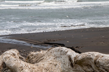 Tronco en playa Hawera, Nueva Zelanda