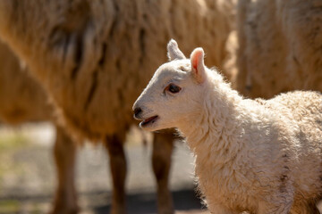 Portrait of a cute lamb. No people, Copy space.