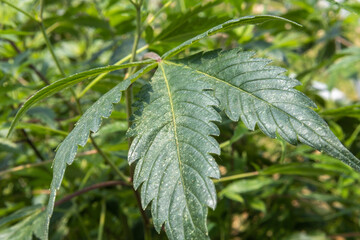 Cannabis Plant - Marijuana Leaf