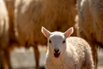 Portrait of a cute lamb bleeting with mouth open. No people, Copy space.