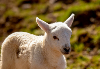Portrait of a cute lamb, No people, Copy space.