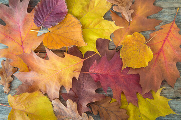 Beautiful natural background of multicolored autumn leaves: maple, oak, lime leaves