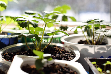 Growing strawberry seedlings in plastic round, square containers near window daytime backlight of sun spring April. Beautiful plants with green small leaves with veins, hairy stems grow on black soil