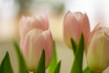 Bucket of white-pink tulips