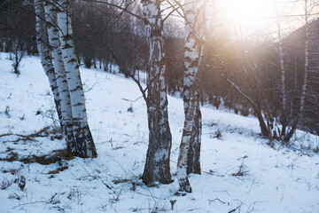 Birch trees in early spring.Snow in background.