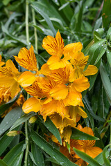 Orange flowers in the garden