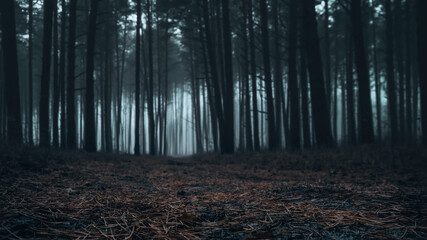 Gloomy foggy landscape, pine forest in the early morning. Selective focus wallpaper