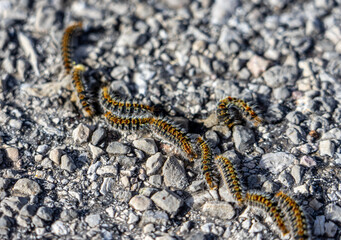 Wanderung am Cuber Stausee Mallorca - Prozessionsspinner, giftige Raupe am Weg