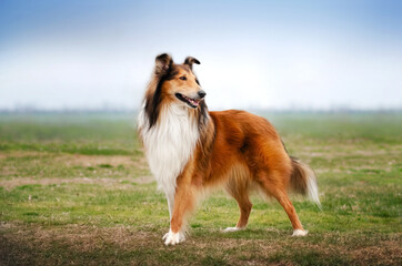 Obraz na płótnie Canvas portrait of collie dog on a natural background 