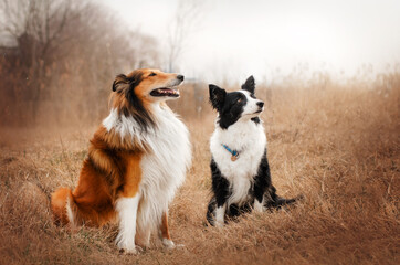 Naklejka na ściany i meble portrait of breed collie and border collie dogs on natural background 