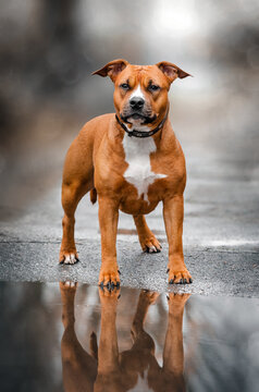 portrait of american staffordshire terrier dog reflected in water

