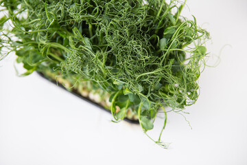 Pea microgreen sprouts. Raw sprouts, microgreens, healthy food concept. Supports the body with vitamins at any time of the year. Close-up, top view.
