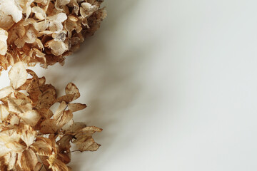 dry brown hydrangea flowers on white background