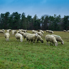 Frankonian Sheep
