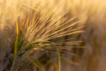 
Spiga di grano. Luce dorata del tramonto sul campo di grano. foto in primo piano.