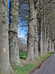 Row of tree trunks of oaks beside the road.  It's early spring on sunny day