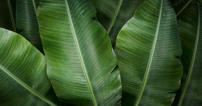 Banana leaves are moving on the wind - looped video UHD 4k