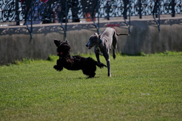 Two happy black dogs run in the green field