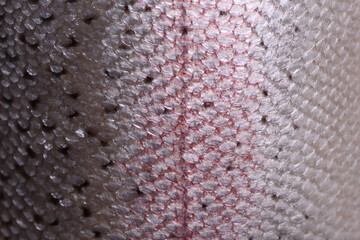 Grey scales of red fish macro background