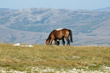Livno,Bosnia and Herzegovina, horse, black horse, white horse, black and white horse, nature, beautiful horse,