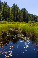Obraz premium Marshland. Stream through the swamp. A creek through thick green vegetation in a wetland in Algonquin Provincial Park Ontario, Canada