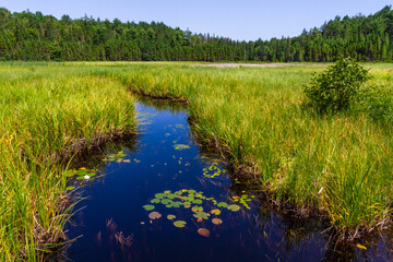  Marshland. Stream through the swamp. A creek through thick green vegetation in a wetland in...
